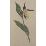 Sowerby (James), English Botany; Or, Col