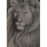 Peter Samson (Contemporary) Majesty signed, fine pencil study, 26cm x 36cm