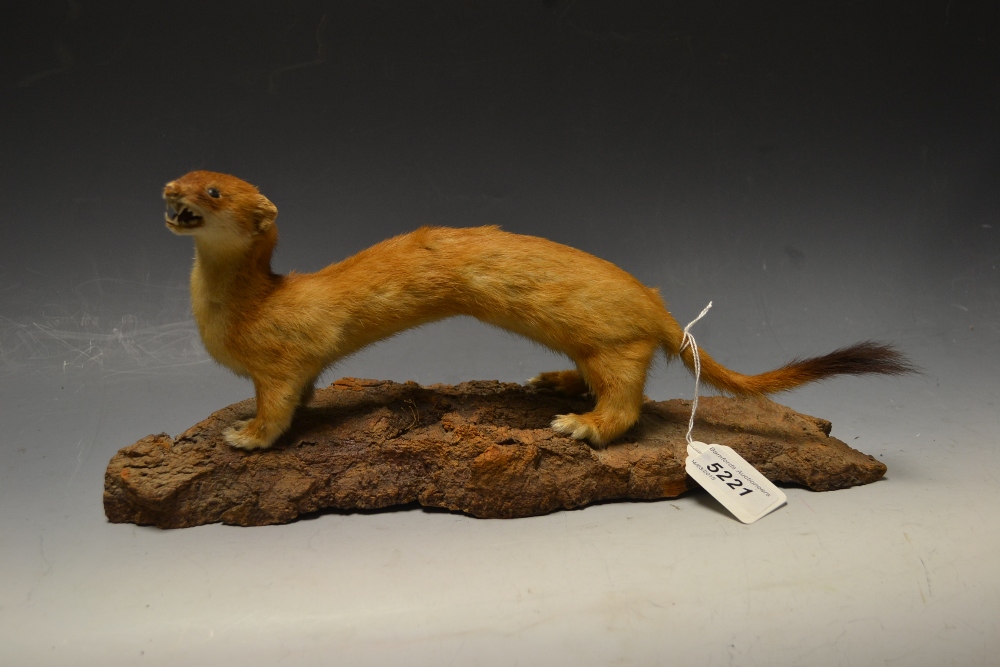 Taxidermy - a stoat, naturalistically mo