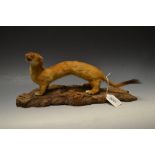 Taxidermy - a stoat, naturalistically mo