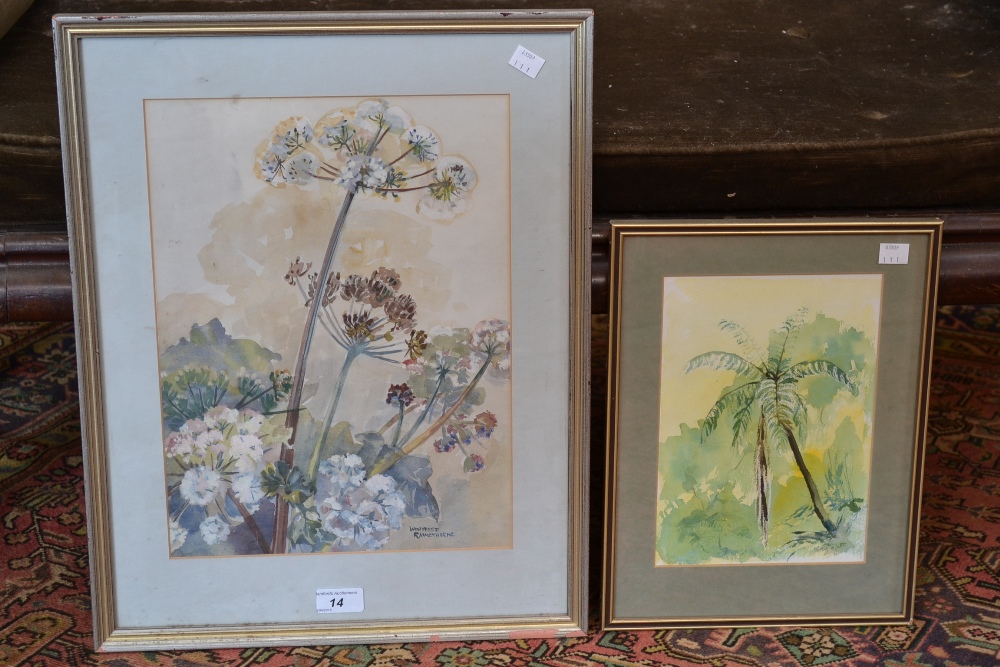 Watercolours, Hogweed Winifred Rawsthorne, Tropical Scene,