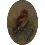 Charles Henry Clifford Baldwin (1859 - 1943)
Study of a Finch
signed, watercolour, oval, 13.