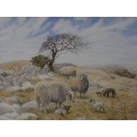 Elizabeth Walsh 
Sheep and Lambs, in the Peak District
signed, watercolour, 35cm x 46.