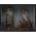 Taxidermy - a short eared owl and barn owl, both perched, in an ebonised case,