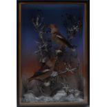 Taxidermy - a pair of Hawfinches, perched on snowy branches, ebonised glazed case, 46.