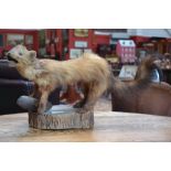 Taxidermy - a pine marten mounted on a naturalistic wooden base, c.