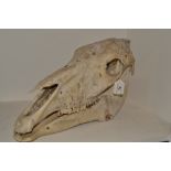 Natural History - a horse skull (equus caballus),