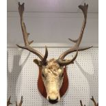 Taxidermy - an eight point stag's head, mounted on a mahogany shield shape back,