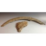 Natural History - a fossilized mammoth tooth, 21cm wide; a fossilized fragmentary tusk section,