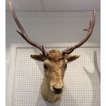 Taxidermy - a deer's head, with antlers, wire suspension loop,