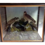 Taxidermy - a Victorian arrangement of sparrowhawks, naturalistically mounted on a rocky outcrop,