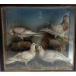 Taxidermy - a Victorian arrangement of pigeons, naturalistically mounted, glazed case, 53cm high,