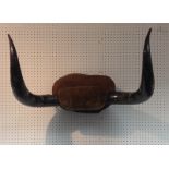 Taxidermy - a pair of Highland Cattle horns, mounted on a shaped oval tree trunk section,