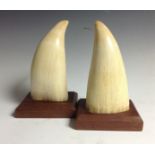 Natural History - a pair of whale teeth, oak bases,