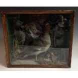 Taxidermy - a Victorian pochard duck, naturalistically mounted amongst mosses,