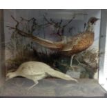 Taxidermy - a Victorian/Edwardian arrangement, pheasant and a white pheasant,