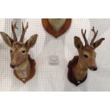 Taxidermy - a roe deer, oak shield shape mount, 56cm high;  another, printed Claude Lebas,