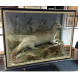 Taxidermy - a Victorian otter, by Hutchinson, London Street, Derby, naturalistically mounted,