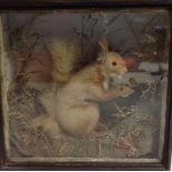 Taxidermy - a Victorian red squirrel, naturalistically mounted amongst grasses and moss,