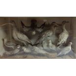 Taxidermy - a Victorian arrangement of ten sea birds, naturalistically mounted, glazed case,