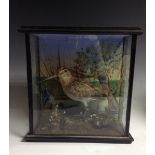 Taxidermy - a woodcock, naturalistically mounted amongst mossy rocks and grasses,