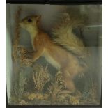 Taxidermy - a Victorian red squirrel, by C Walford of Witham,