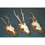 A set of three mounted skulls and antlers on oak shields