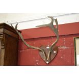 A pair of deer antlers,