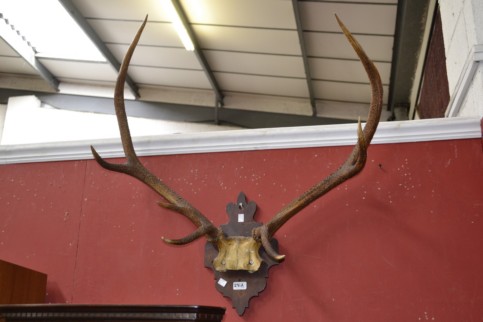 Taxidermy - a pair of antlers on a wooden mount (seven points)