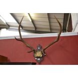 Taxidermy - a pair of antlers on a wooden mount (seven points)