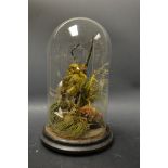 Taxidermy - a finch, perched on a branch in a stylized landscape, glass dome and circular base,