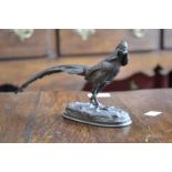 Continental School (19th century), a dark patinated bronze, of a pheasant, oval base,