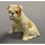 A Royal Worcester model, of a Boxer dog, naturalistically decorated in coloured enamels, 6.