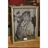 Taxidermy -  a Little Owl, Athene noctua, mounted on a wooden stump,