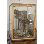 Taxidermy - a common buzzard, naturalistically mounted on a fence stump, glazed case, 65cm high,