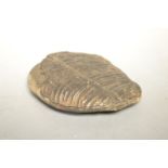 Natural History - a cycad fern/otozamite fossil, 9.