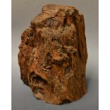 Natural History - a section of fossilsed wood, the base cut and polished,