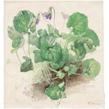 Vivien: Veilchen Blühende Veilchen. Aquarell auf Velin. 22,2 x 20,5 cm. Unten rechts signiert "A.