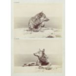 Anschütz, Ottomar: Photographic series of a wolf Photographic series of a wolf. 1886. 6 albumen