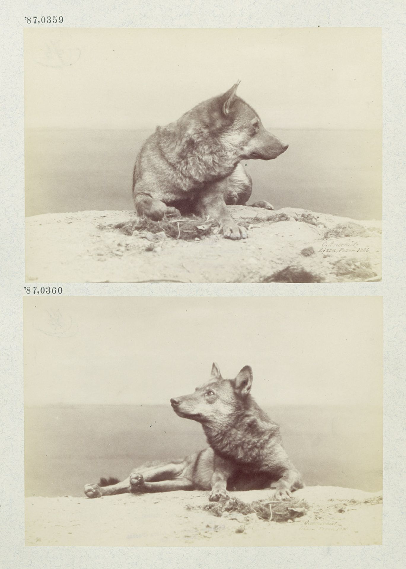 Anschütz, Ottomar: Photographic series of a wolf Photographic series of a wolf. 1886. 6 albumen