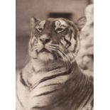 Dixon, Thomas J.: Tiger Tiger. 1880. Vintage carbon print. 35,5 x 25 cm. Photographer's name and