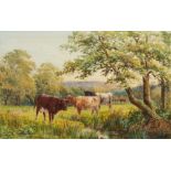 Squire Howard [19/20th century]-  Cattle