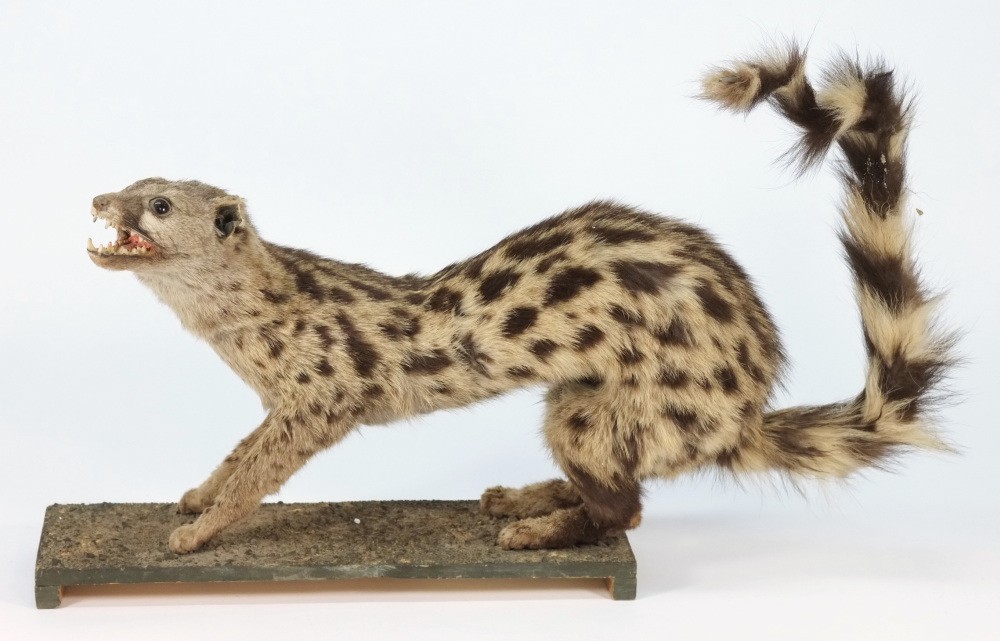 A preserved full mount spotted weasel:.