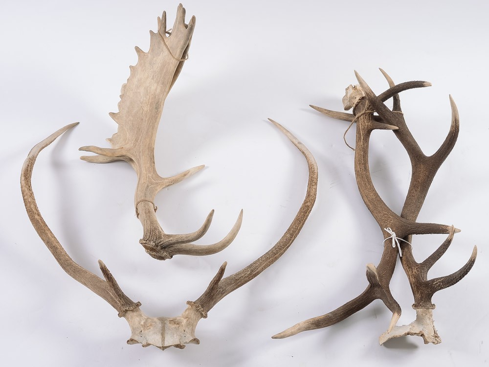 A pair of Royal Deer antlers, a pair of