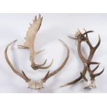 A pair of Royal Deer antlers, a pair of