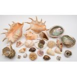 A collection of various shells:, including conch.