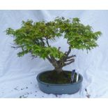 Acer Palmatum - Good quality material, approximately 30.5cm tall