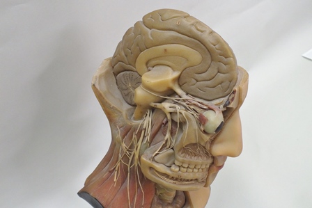 Emil Kotschi, Leipzig An anatomical head modelled in wax, the top half of the skull has been taken - Image 5 of 6