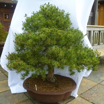 Pinus Parviflora, White Pine - Untrained material, wonderful possibilities of making a great tree, - Image 2 of 4