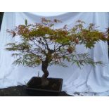 Acer Palmatum - Good quality material, approximately 31cm tall